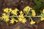 Buckley's goldenrod 